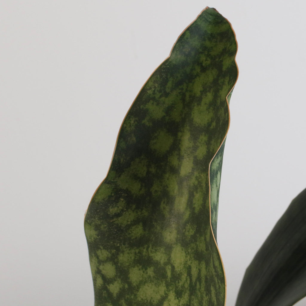 Shark Fin Sansevieria Snake Plant - Cheeky Garden