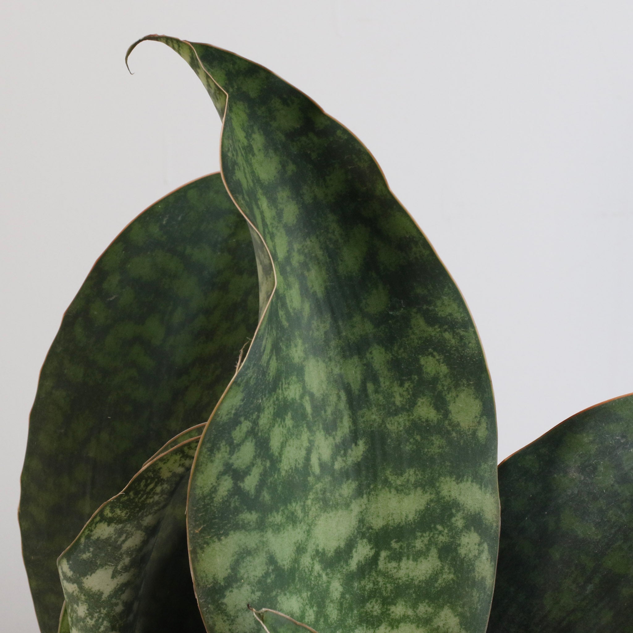Shark Fin Sansevieria Snake Plant - Cheeky Garden