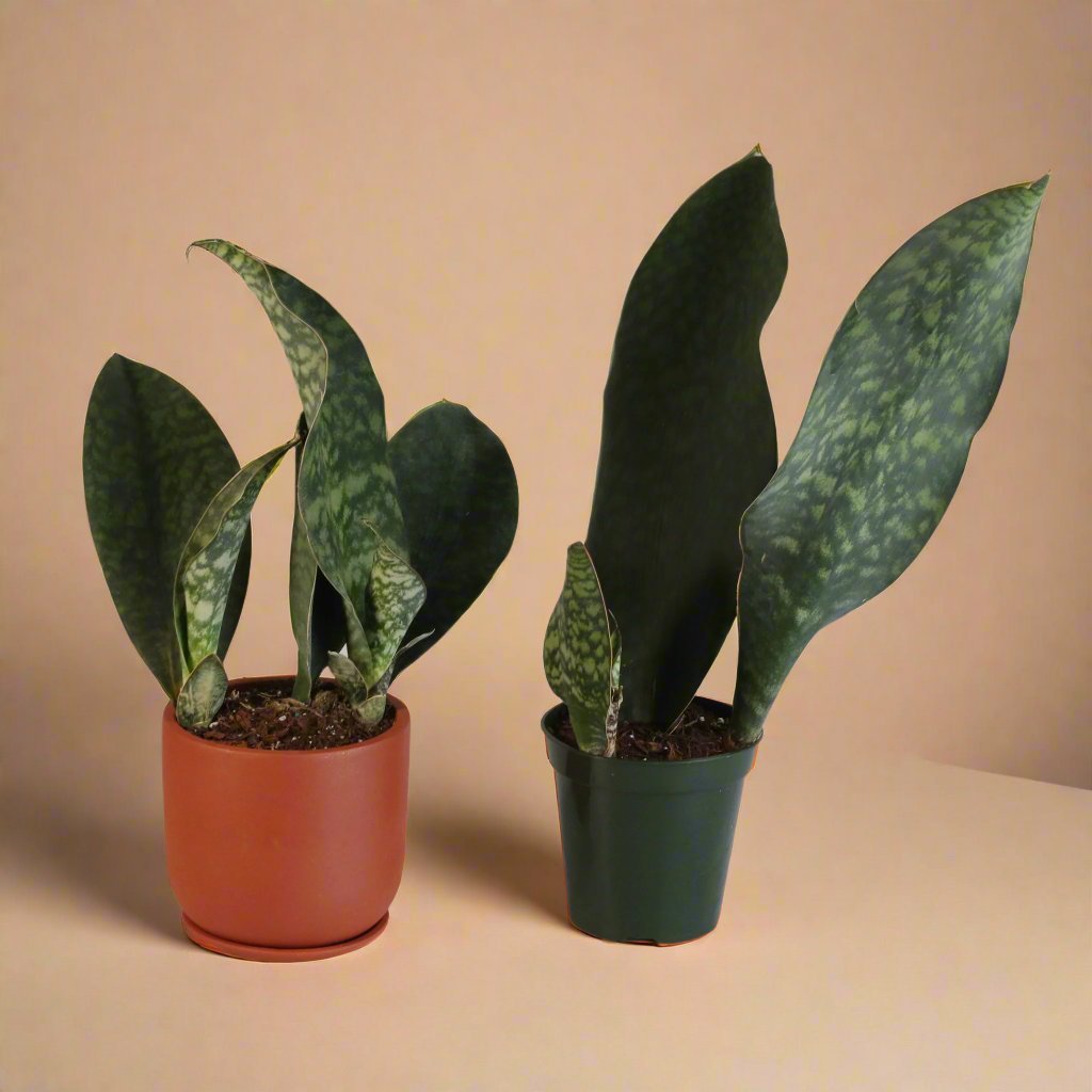 Shark Fin Sansevieria Snake Plant - Cheeky Garden