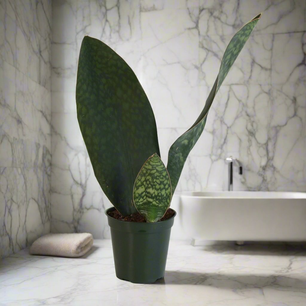 Shark Fin Sansevieria Snake Plant - Cheeky Garden
