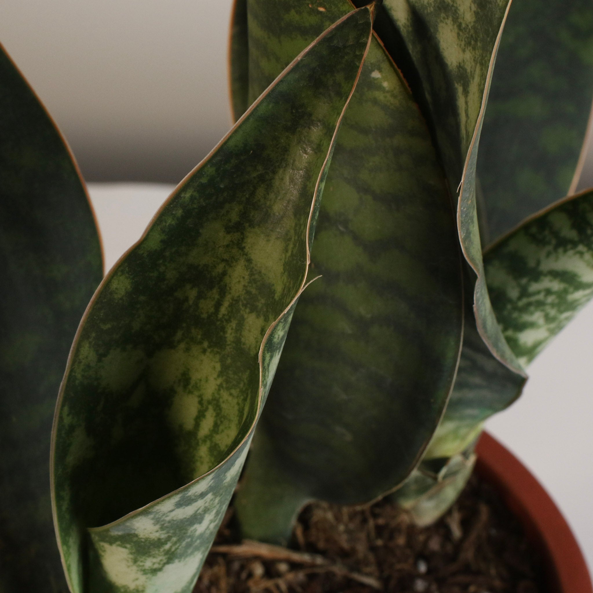 Shark Fin Sansevieria Snake Plant - Cheeky Garden