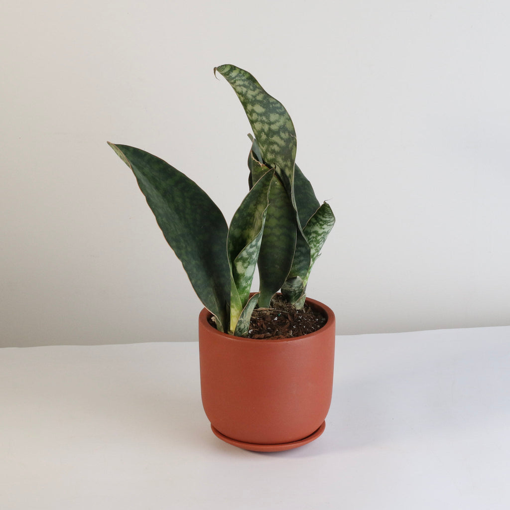 Shark Fin Sansevieria Snake Plant - Cheeky Garden