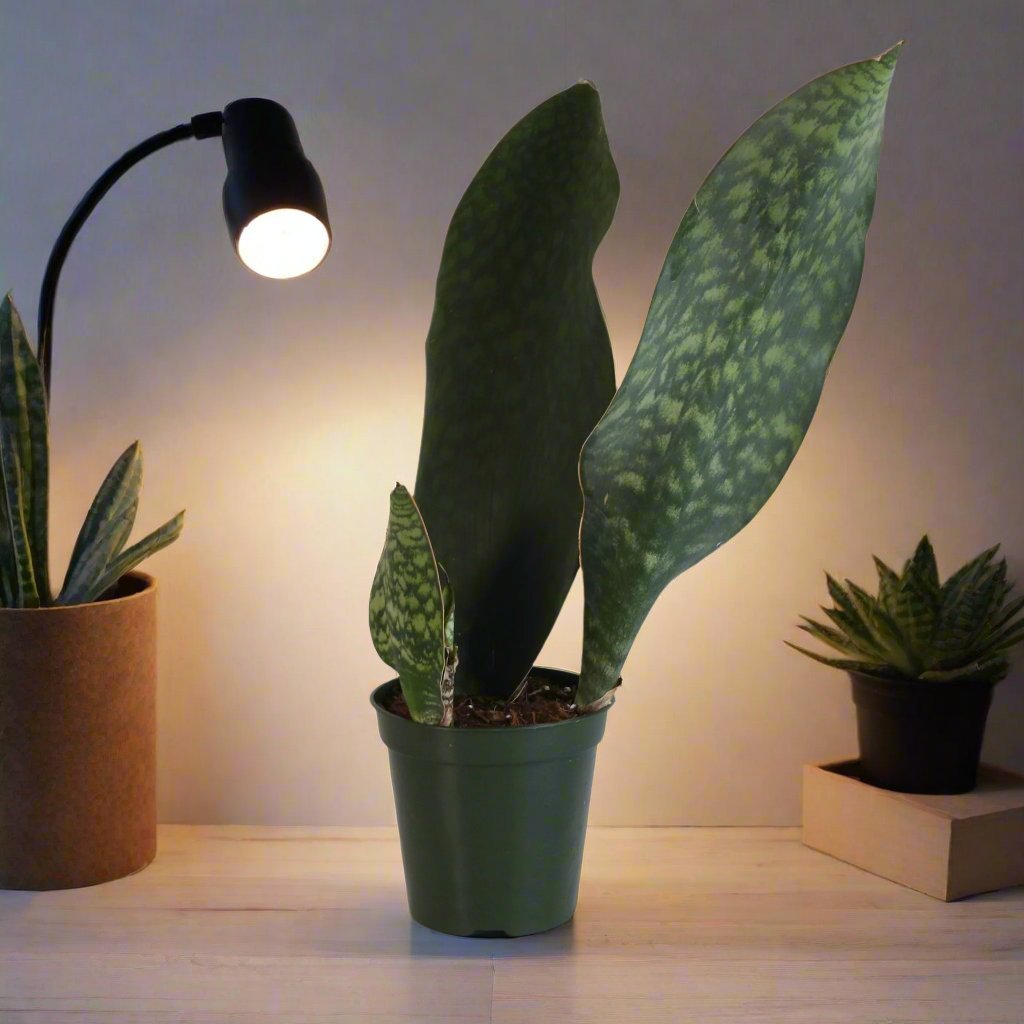 Shark Fin Sansevieria Snake Plant - Cheeky Garden