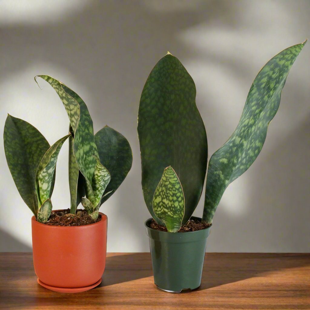 Shark Fin Sansevieria Snake Plant - Cheeky Garden