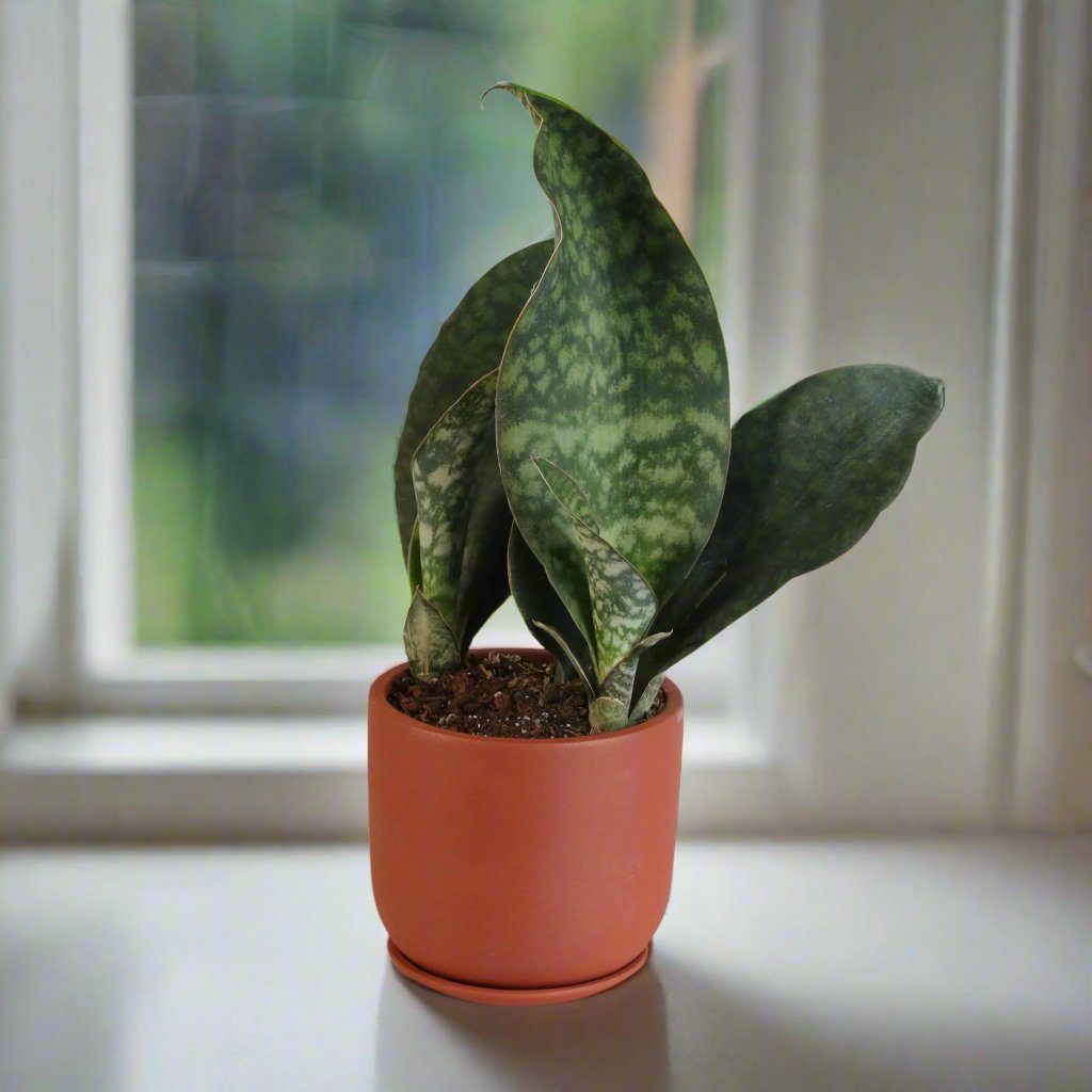 Shark Fin Sansevieria Snake Plant - Cheeky Garden