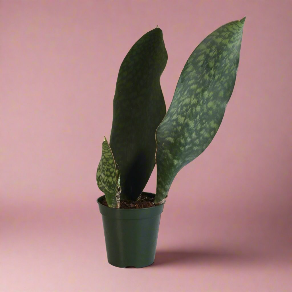 Shark Fin Sansevieria Snake Plant - Cheeky Garden