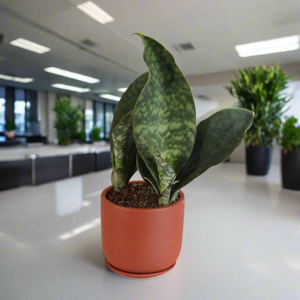 Shark Fin Sansevieria Snake Plant - Cheeky Garden