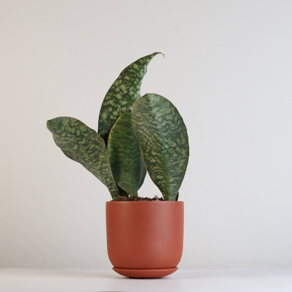 Shark Fin Sansevieria Snake Plant - Cheeky Garden