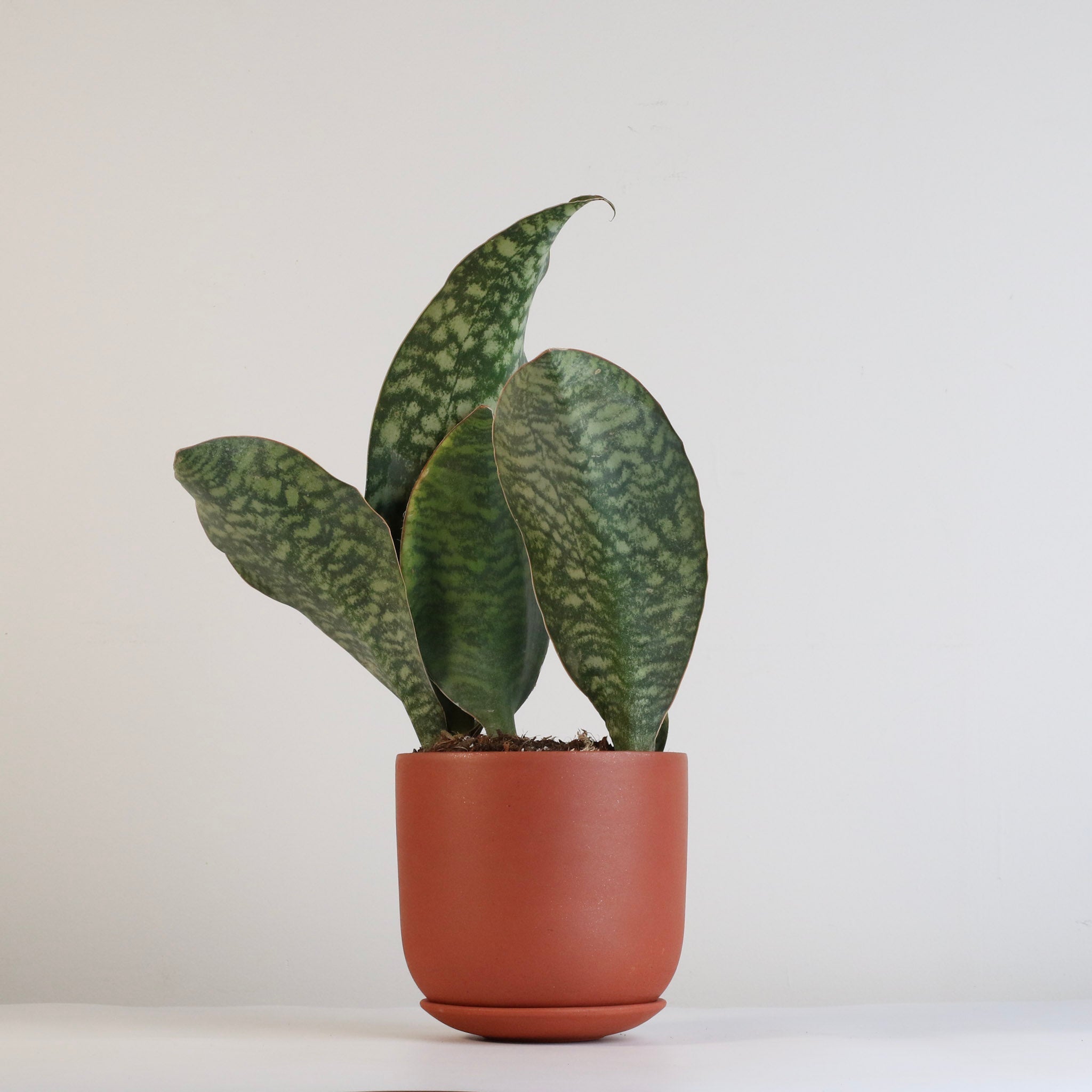 Shark Fin Sansevieria Snake Plant - Cheeky Garden