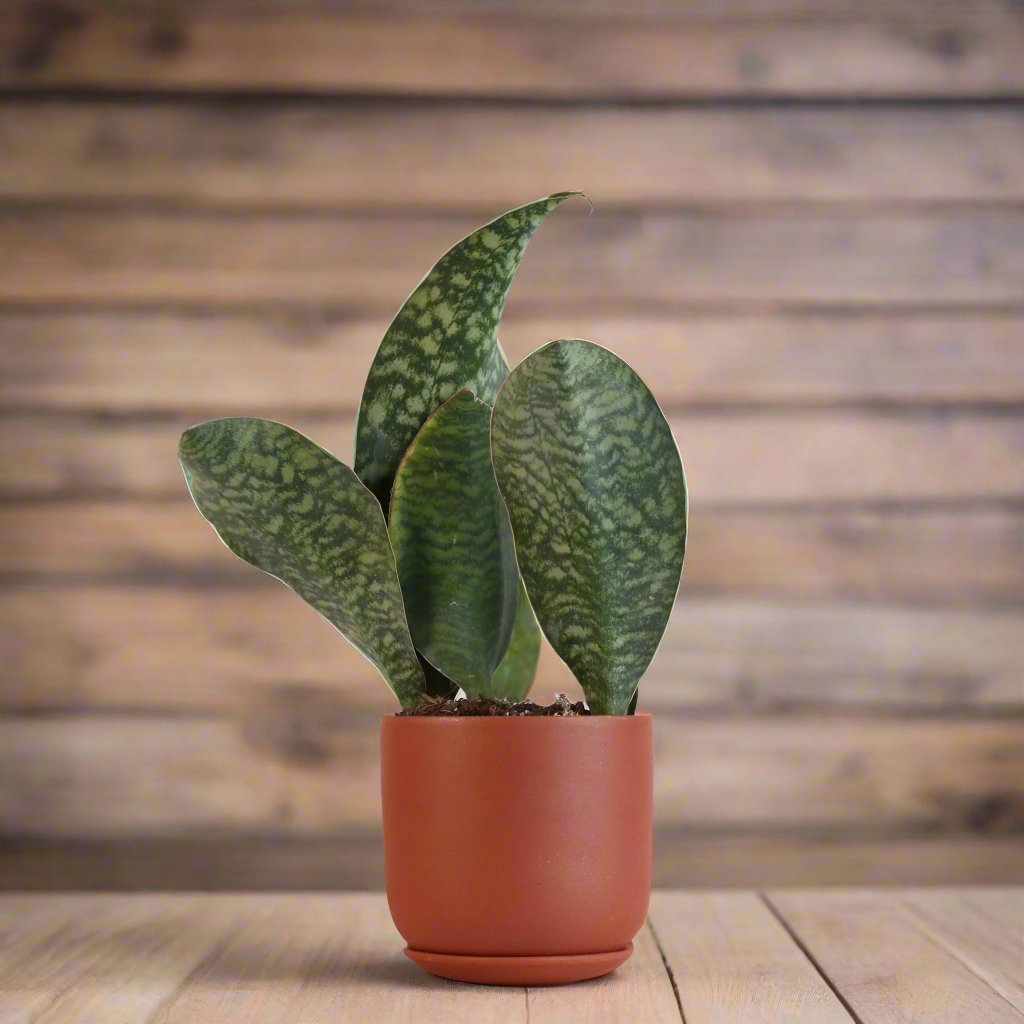 Shark Fin Sansevieria Snake Plant - Cheeky Garden
