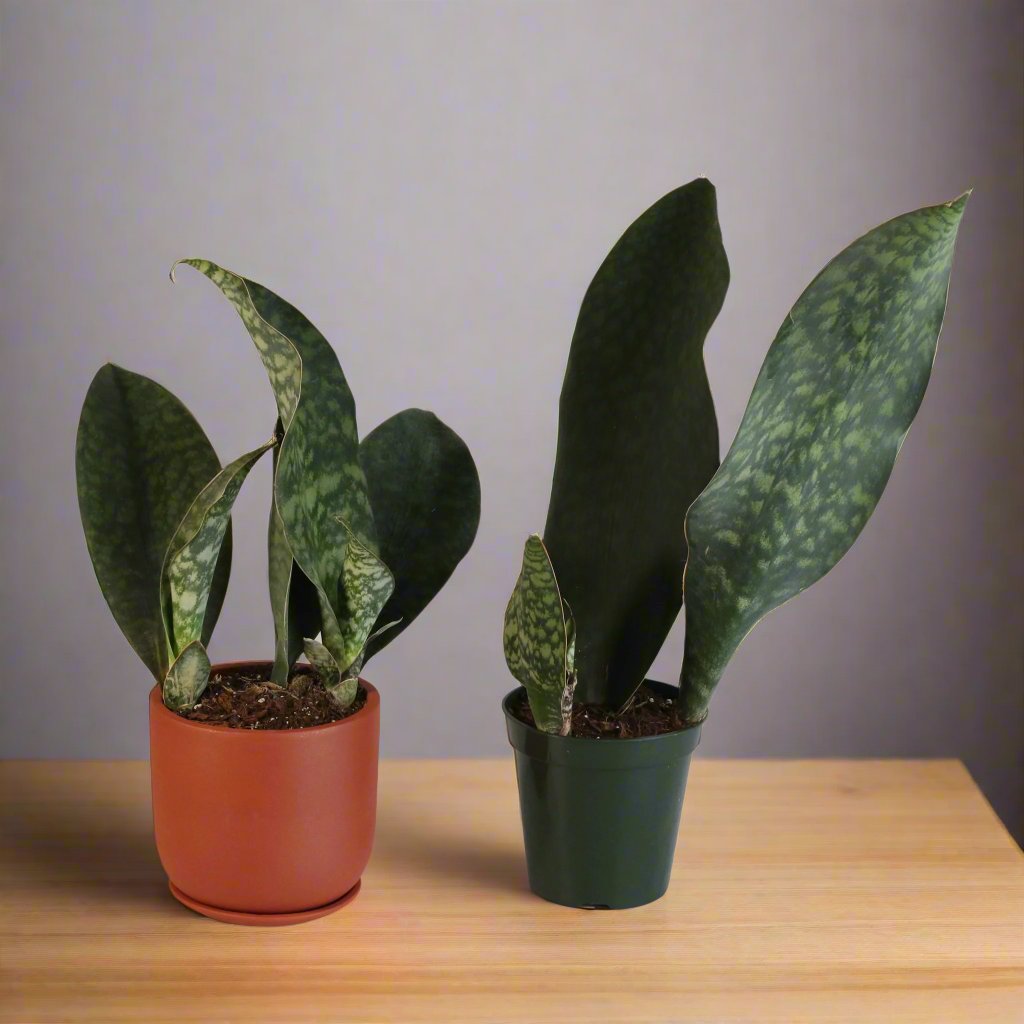 Shark Fin Sansevieria Snake Plant - Cheeky Garden