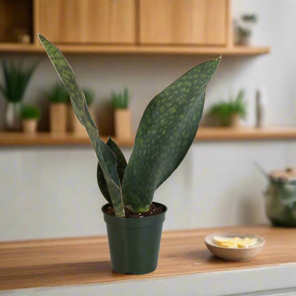 Shark Fin Sansevieria Snake Plant - Cheeky Garden
