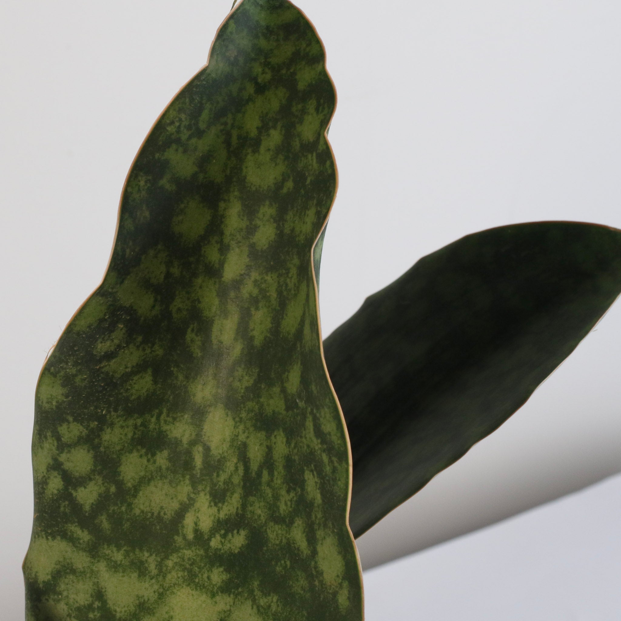 Shark Fin Sansevieria Snake Plant - Cheeky Garden