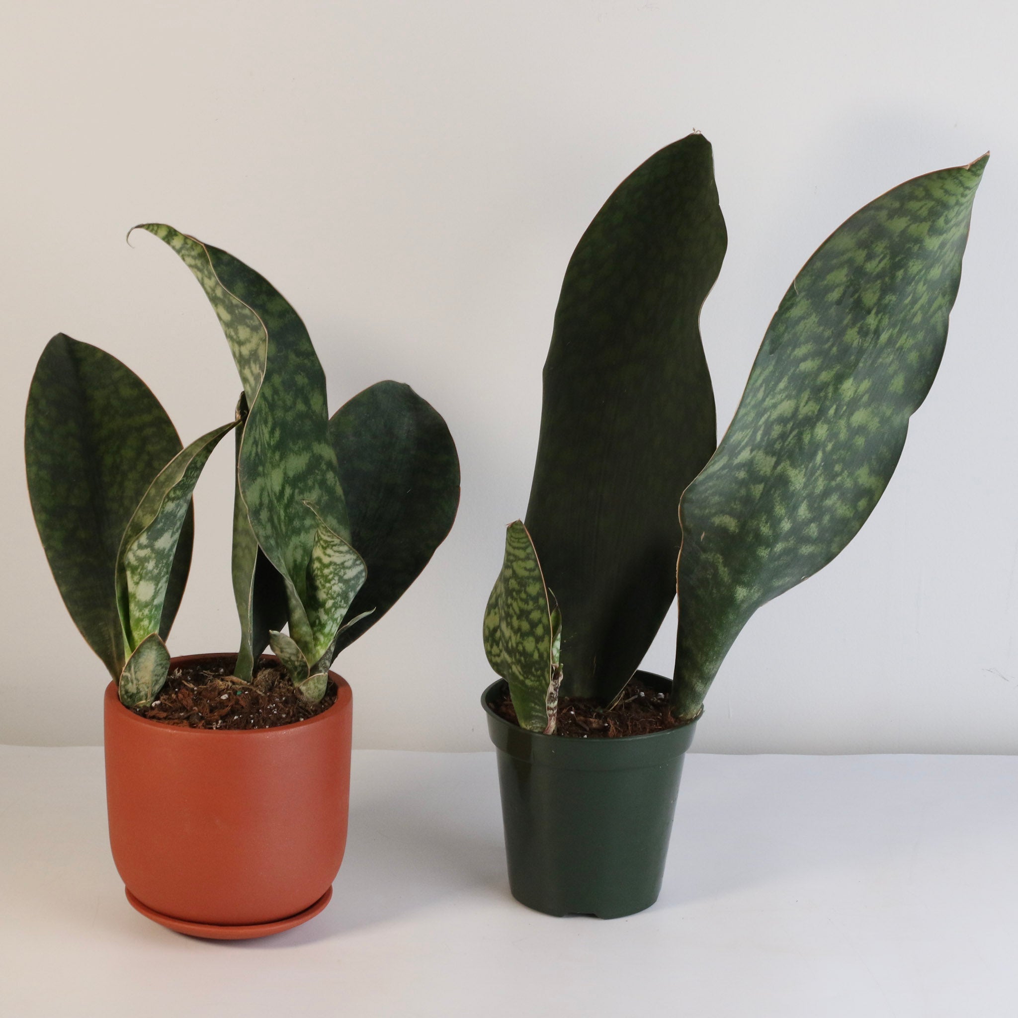 Shark Fin Sansevieria Snake Plant - Cheeky Garden