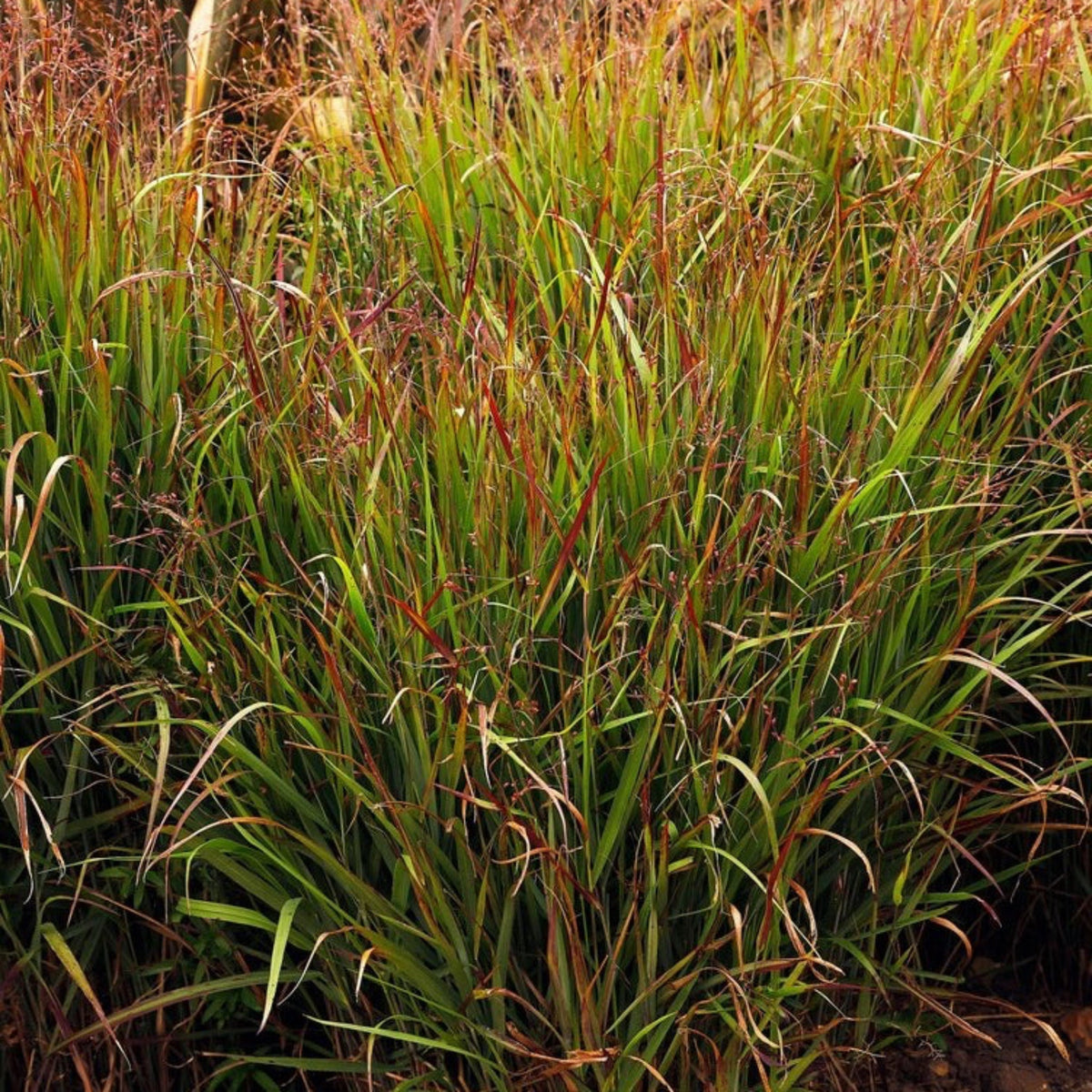Shenandoah Switch Grass - Cheeky Garden