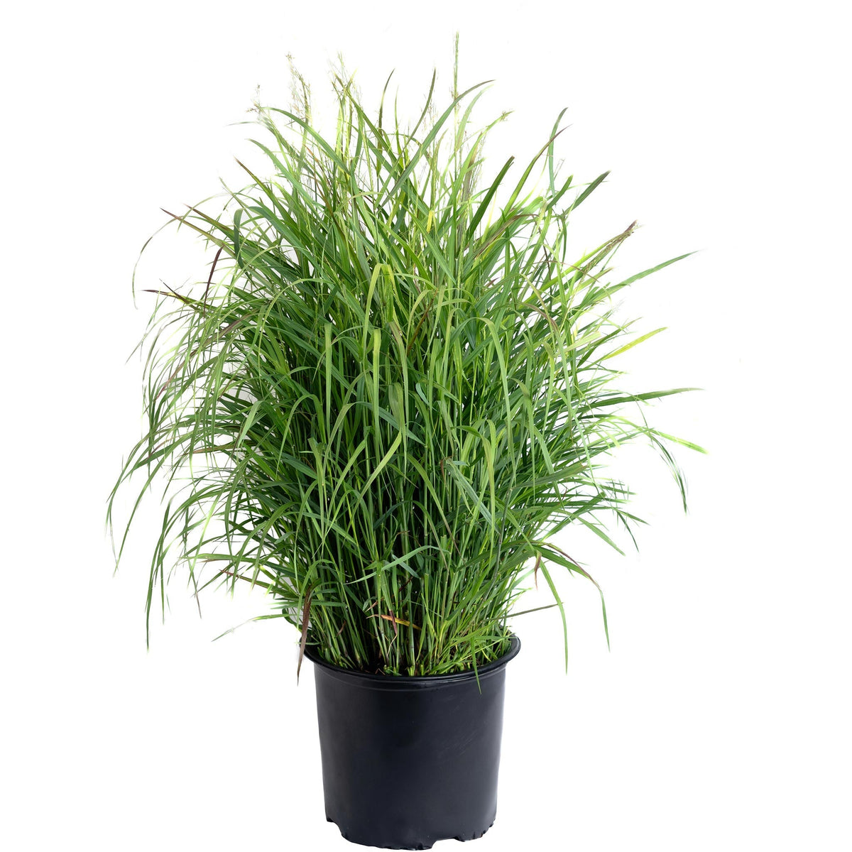Shenandoah Switch Grass - Cheeky Garden