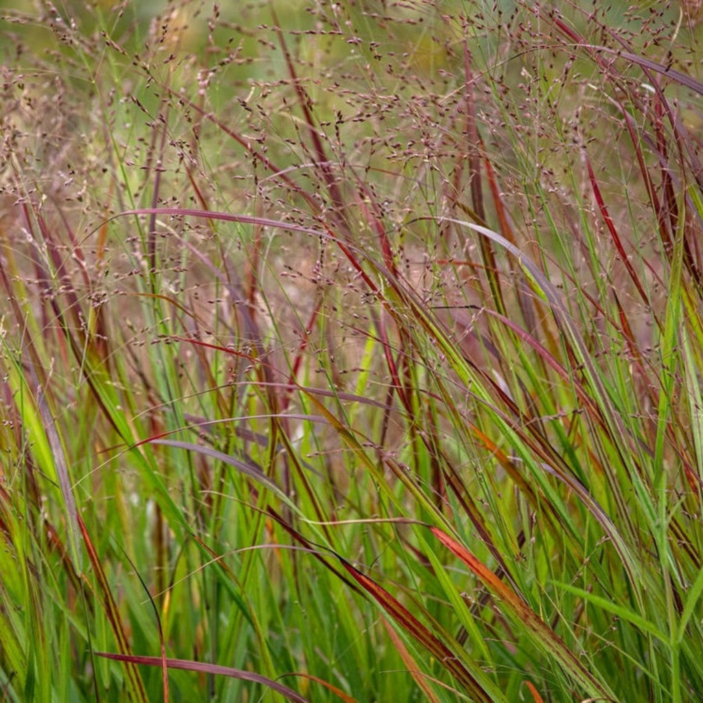 Shenandoah Switch Grass - Cheeky Garden