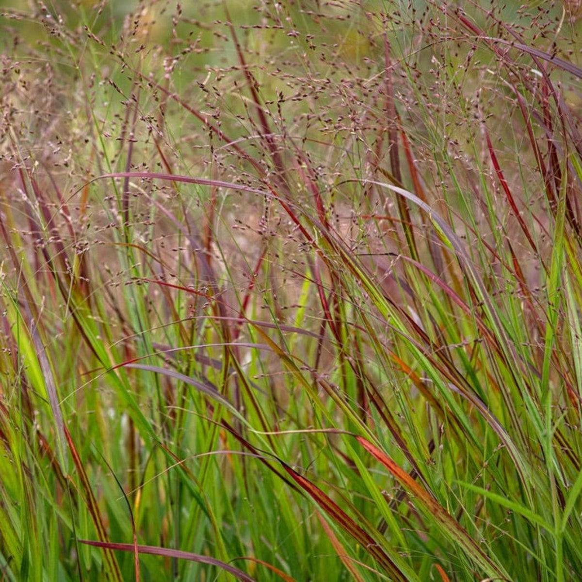 Shenandoah Switch Grass - Cheeky Garden