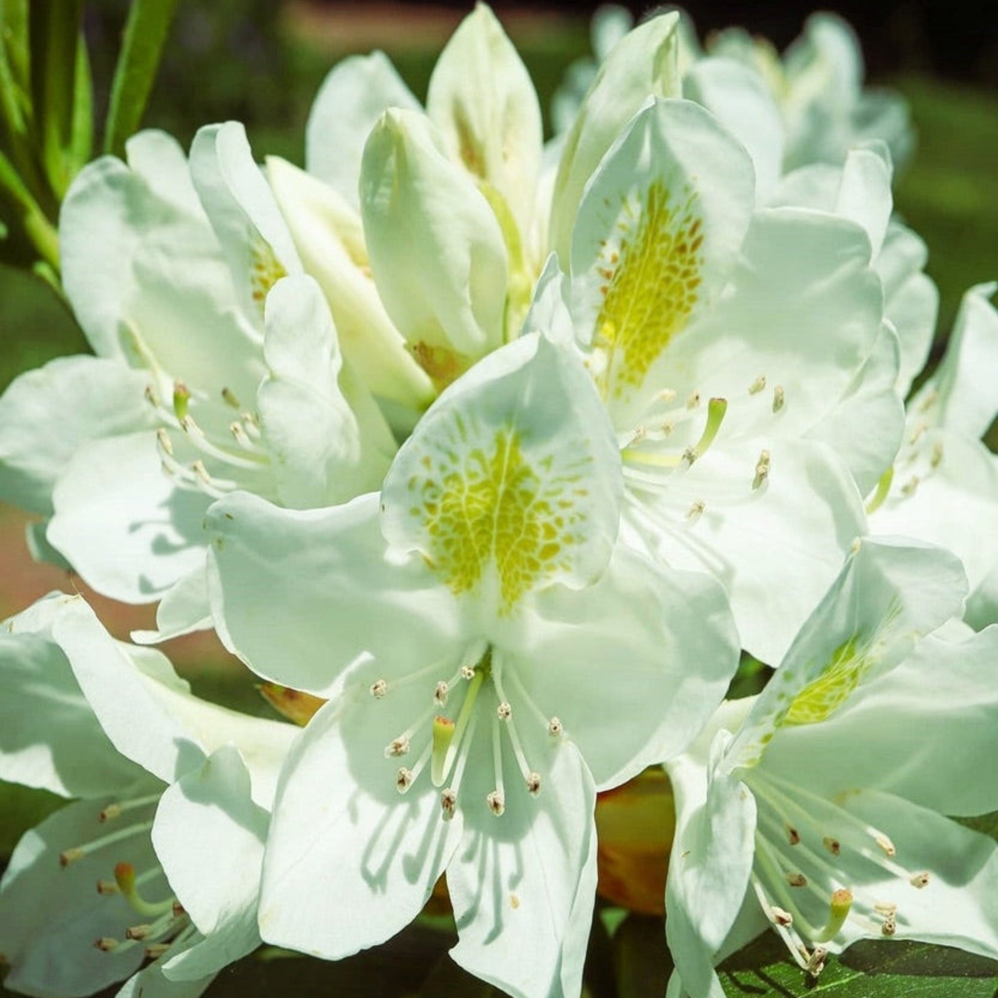 Chionoides Rhododendron