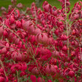 Burning Bush 'Compactus'