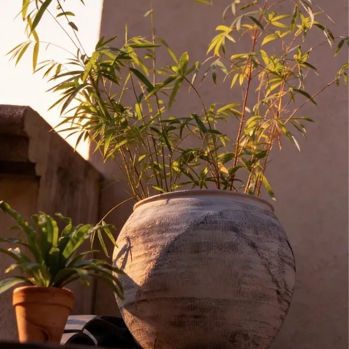Sierra Round Pot Planter - Cheeky Garden
