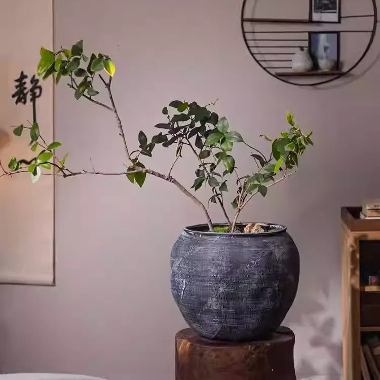 Sierra Round Pot Planter - Cheeky Garden
