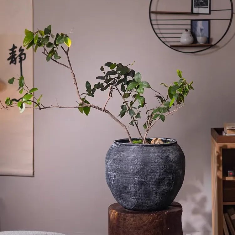 Sierra Round Pot Planter - Cheeky Garden