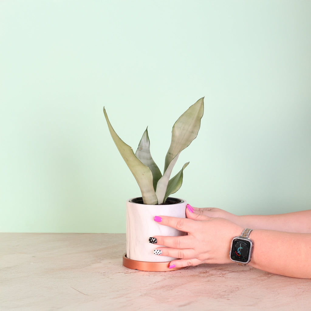 Silver Moonshine Sansevieria Snake Plant - Cheeky Garden
