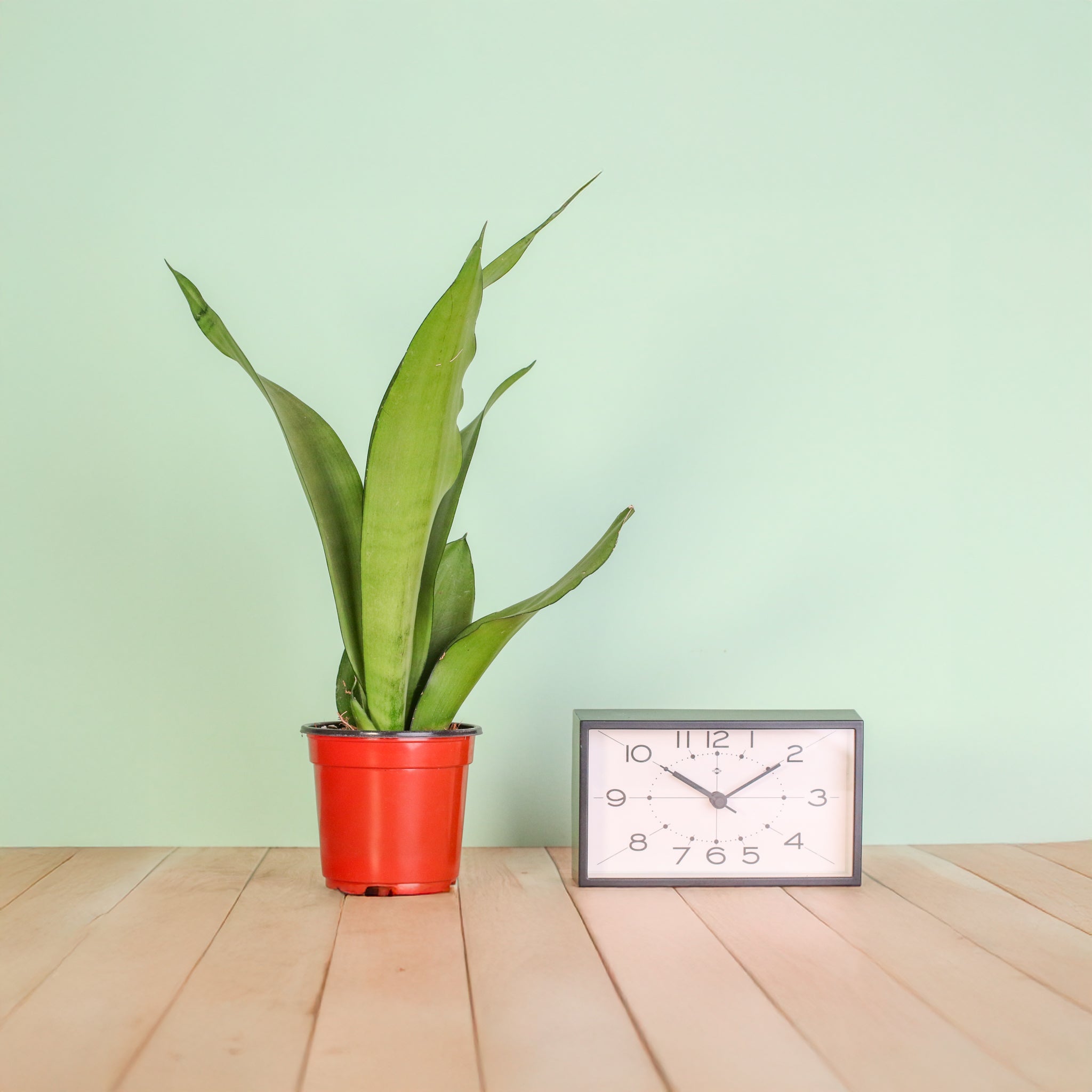 Silver Moonshine Sansevieria Snake Plant - Cheeky Garden