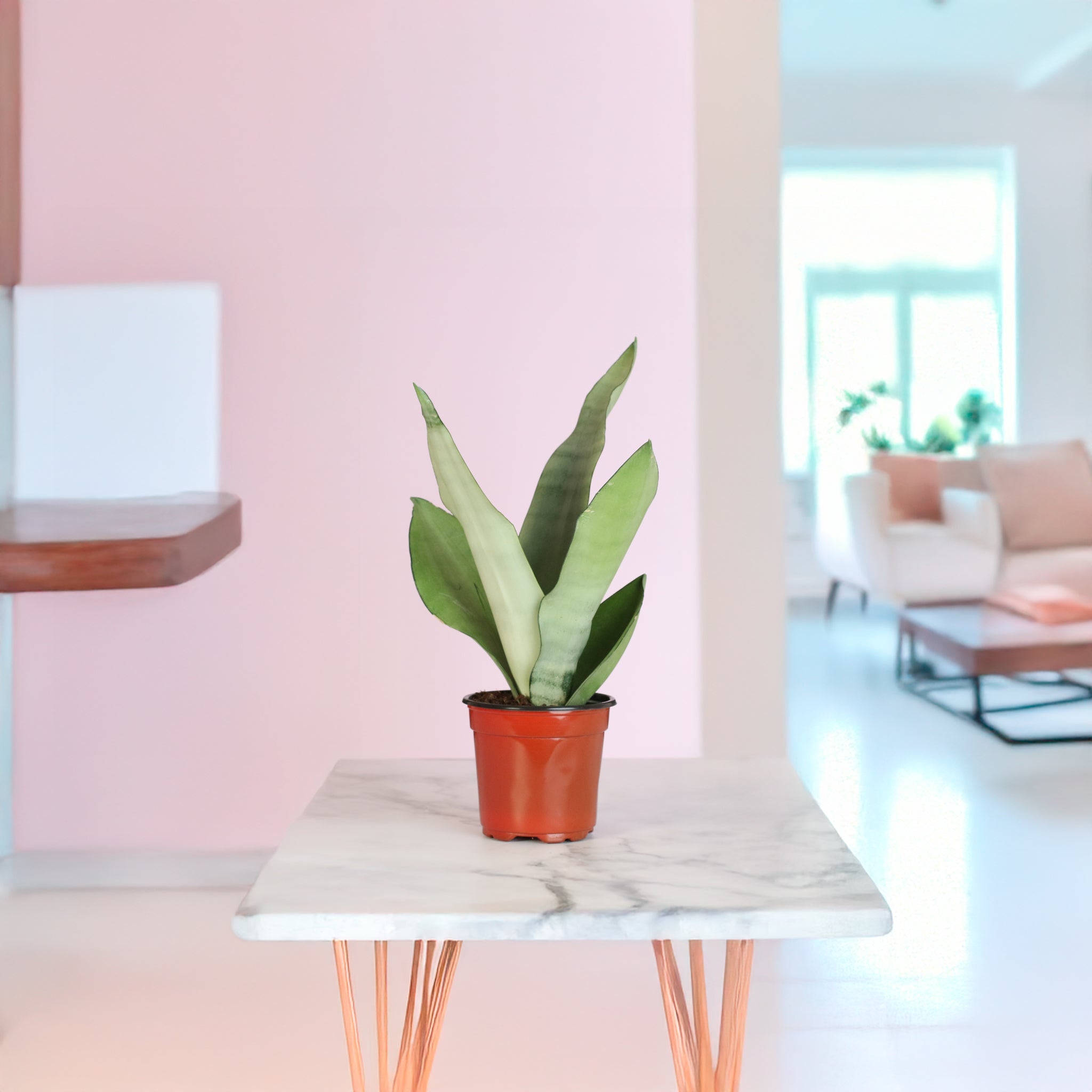 Silver Moonshine Sansevieria Snake Plant - Cheeky Garden