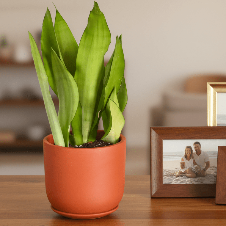 Silver Moonshine Sansevieria Snake Plant - Cheeky Garden