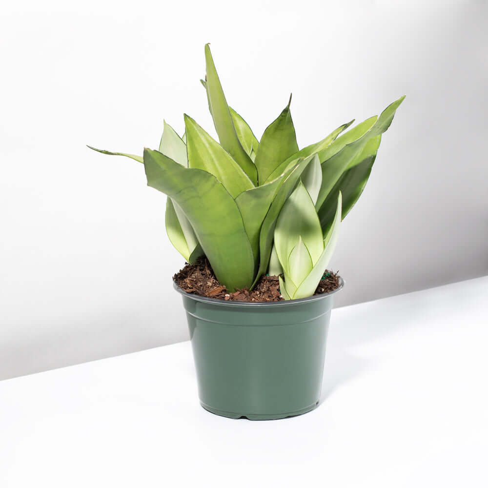 Silver Moonshine Sansevieria Snake Plant - Cheeky Garden