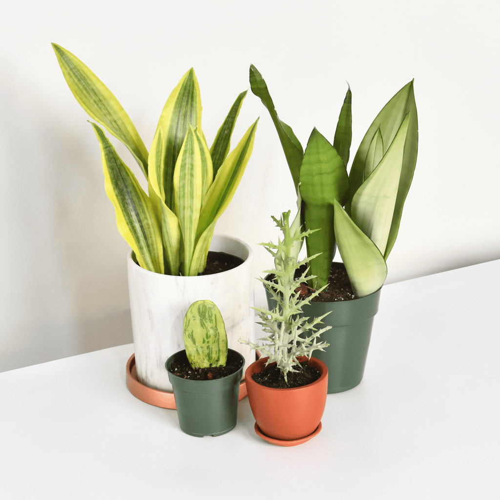 Silver Moonshine Sansevieria Snake Plant - Cheeky Garden