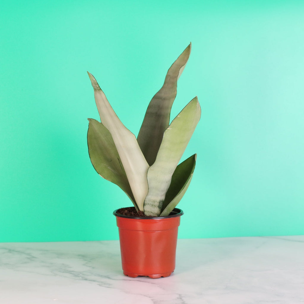 Silver Moonshine Sansevieria Snake Plant - Cheeky Garden