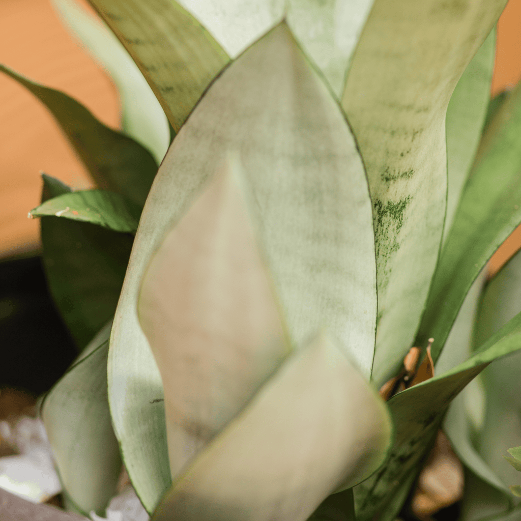 Silver Moonshine Sansevieria Snake Plant - Cheeky Garden