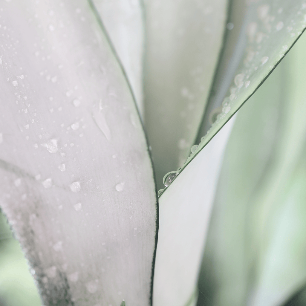 Silver Moonshine Sansevieria Snake Plant - Cheeky Garden