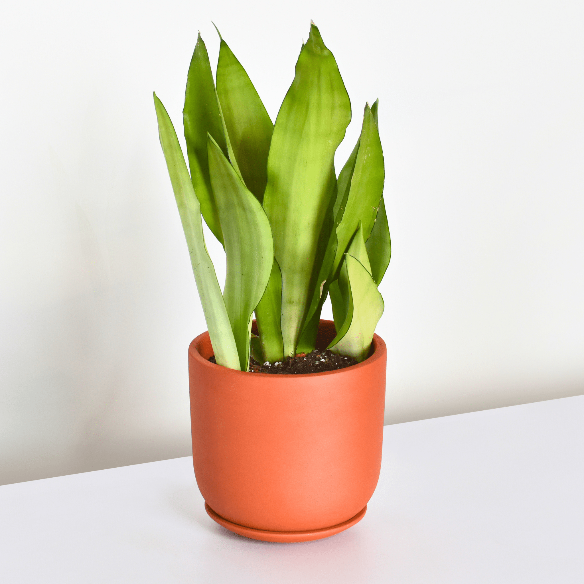 Silver Moonshine Sansevieria Snake Plant - Cheeky Garden