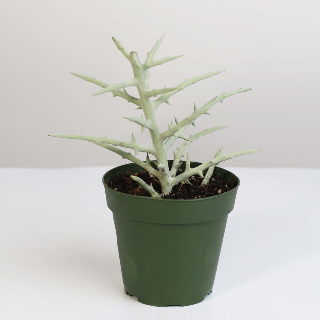 Silver Thicket African Succulent (Euphorbia Stenoclada) - Cheeky Garden