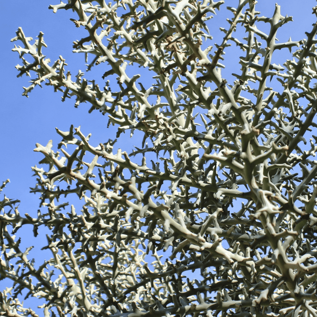 Silver Thicket African Succulent (Euphorbia Stenoclada) - Cheeky Garden