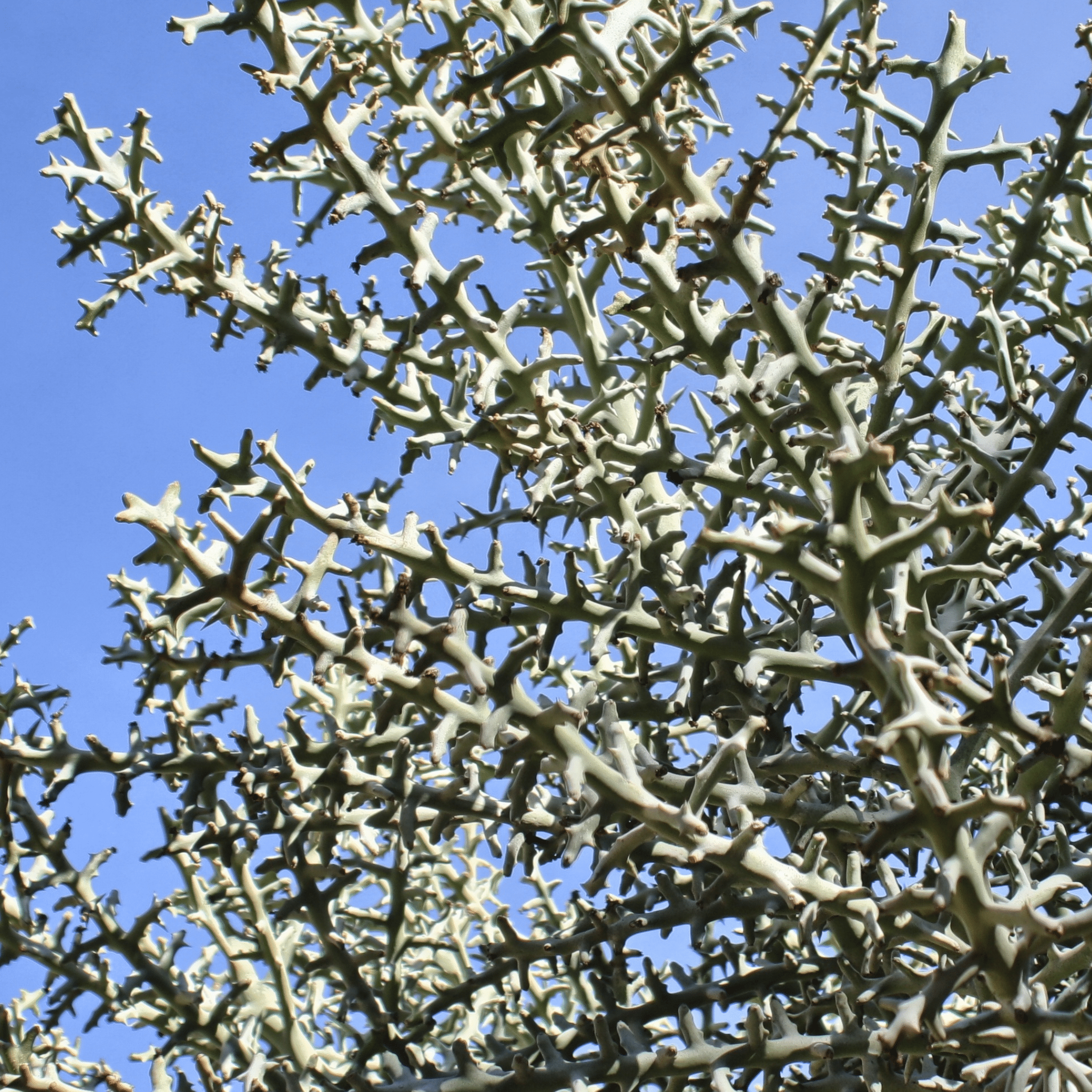 Silver Thicket African Succulent (Euphorbia Stenoclada) - Cheeky Garden