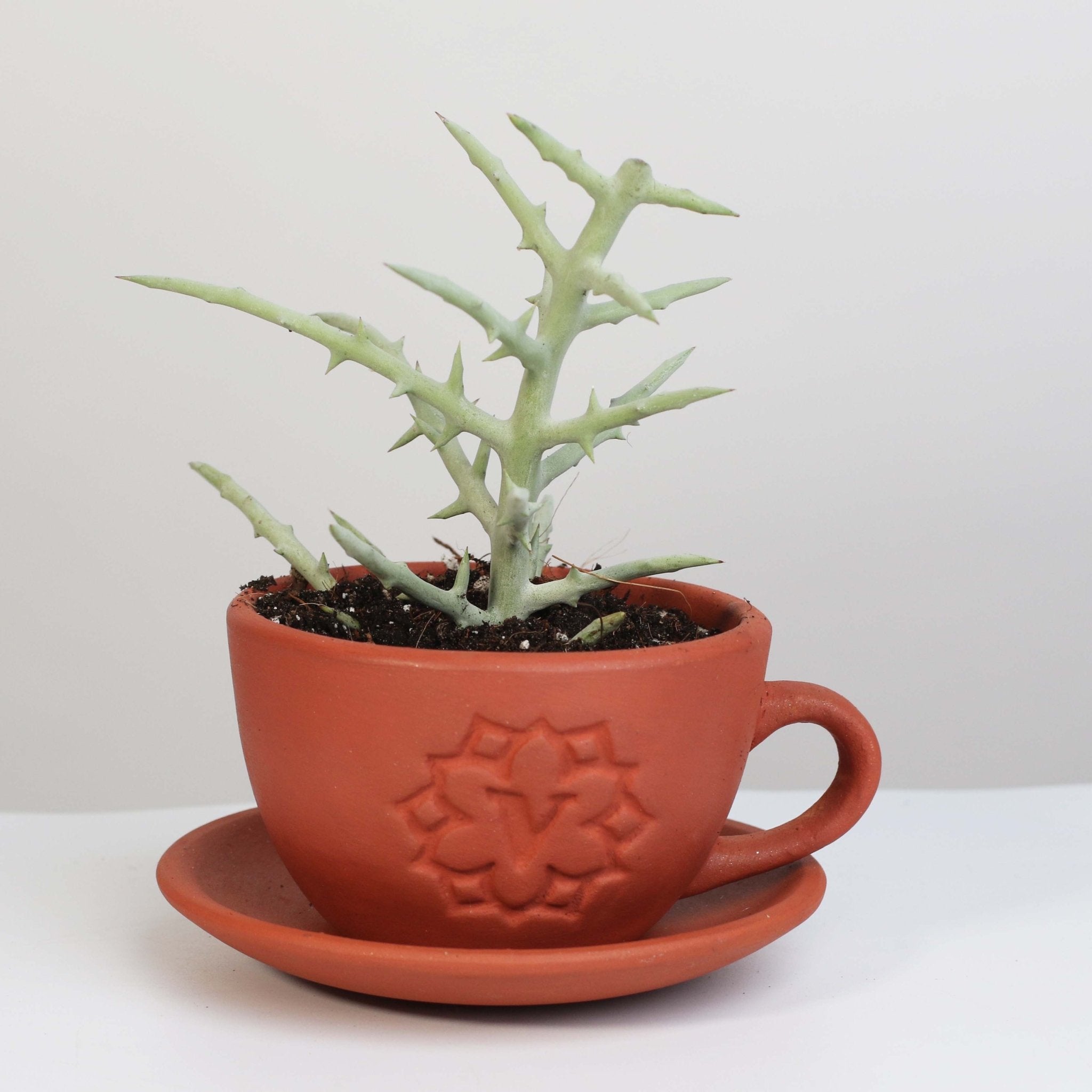 Silver Thicket African Succulent (Euphorbia Stenoclada) - Cheeky Garden