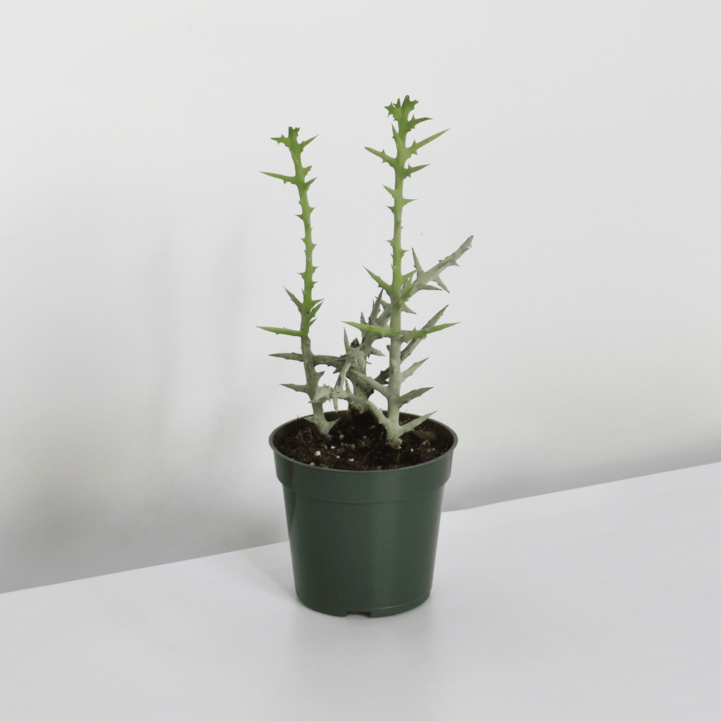 Silver Thicket African Succulent (Euphorbia Stenoclada) - Cheeky Garden