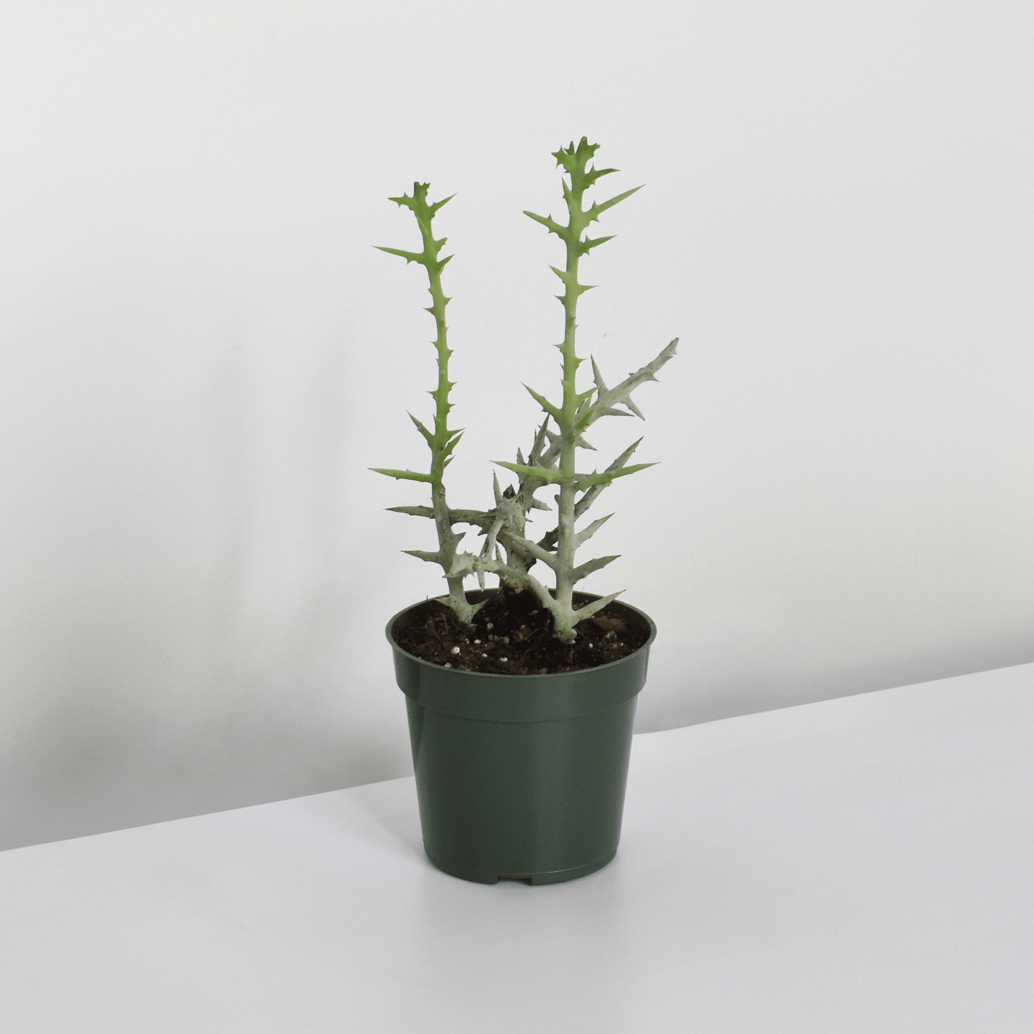 Silver Thicket African Succulent (Euphorbia Stenoclada) - Cheeky Garden