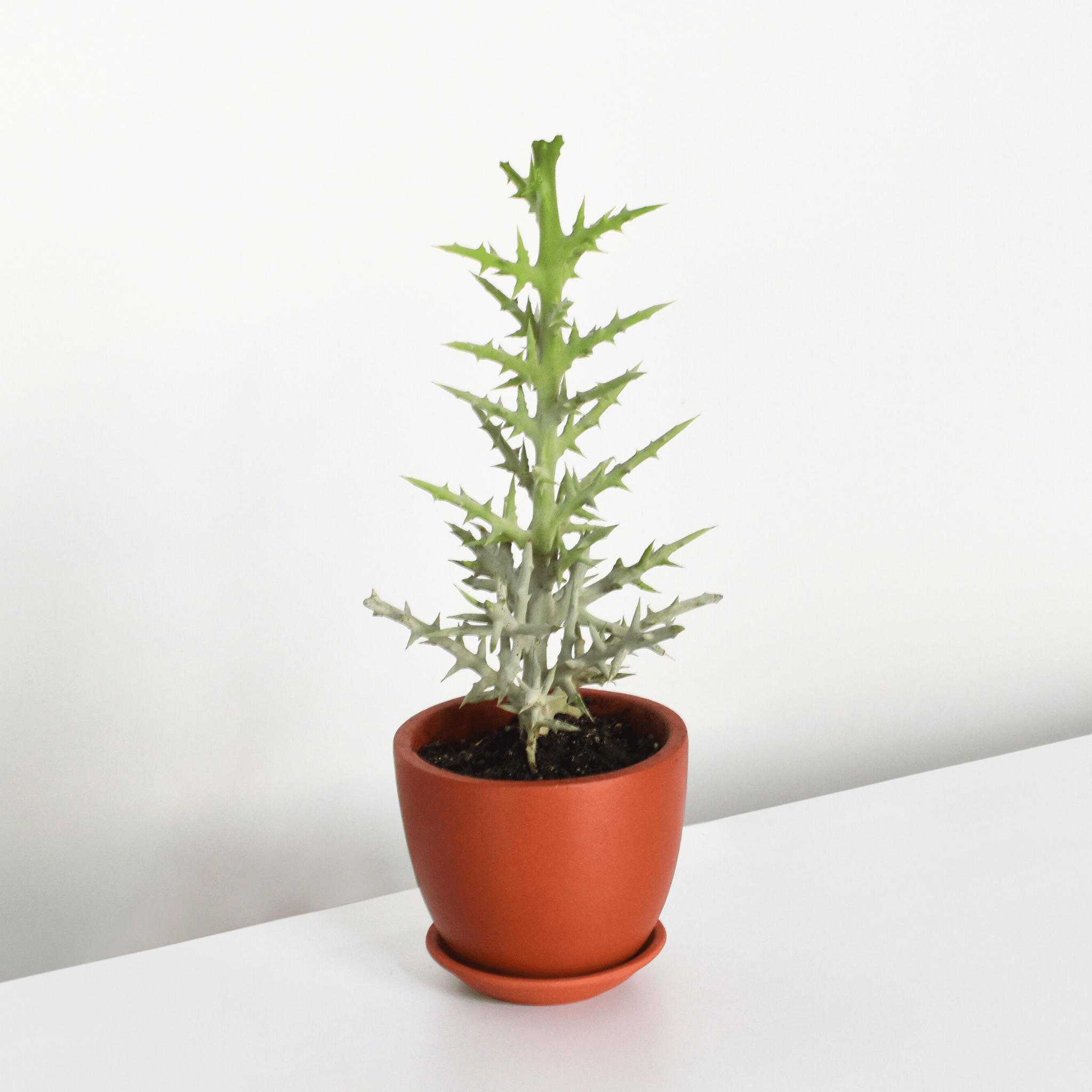 Silver Thicket African Succulent (Euphorbia Stenoclada) - Cheeky Garden