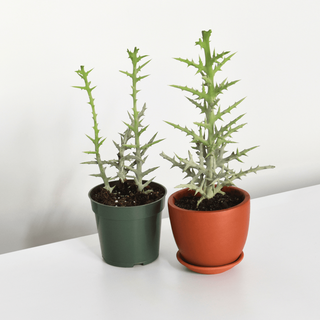 Silver Thicket African Succulent (Euphorbia Stenoclada) - Cheeky Garden