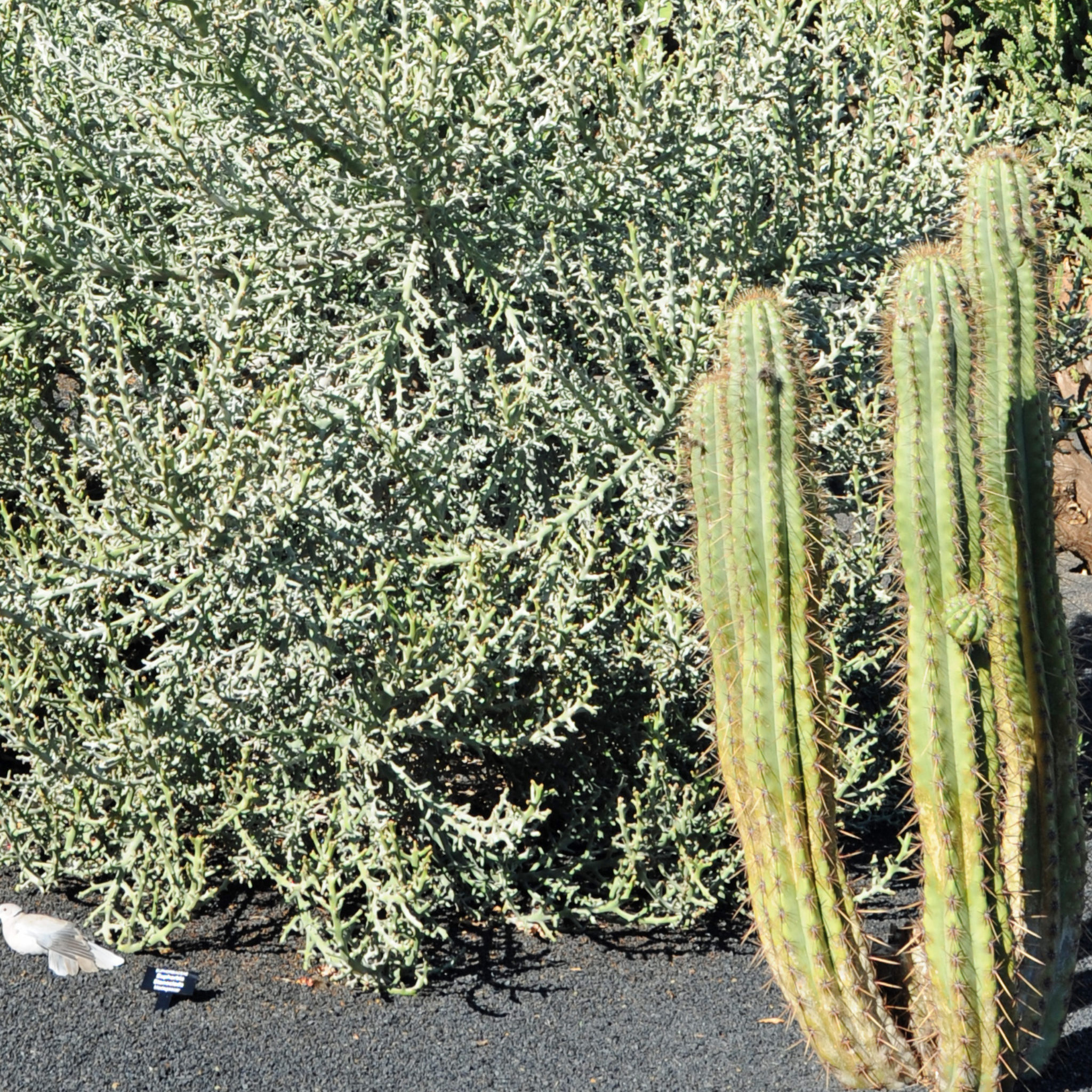 Silver Thicket African Succulent (Euphorbia Stenoclada) - Cheeky Garden