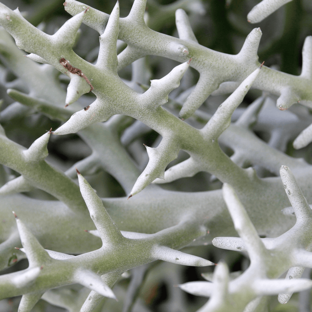 Silver Thicket African Succulent (Euphorbia Stenoclada) - Cheeky Garden