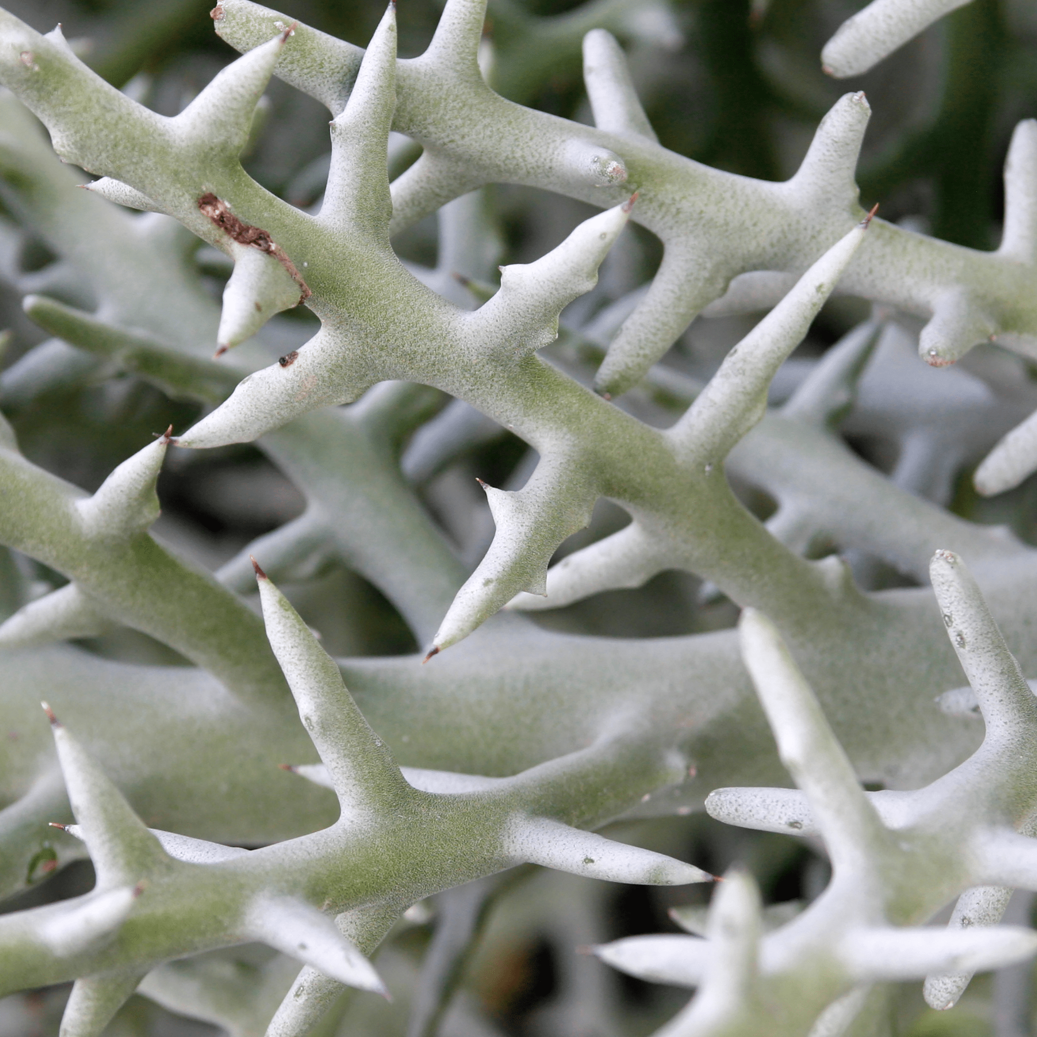 Silver Thicket African Succulent (Euphorbia Stenoclada) - Cheeky Garden