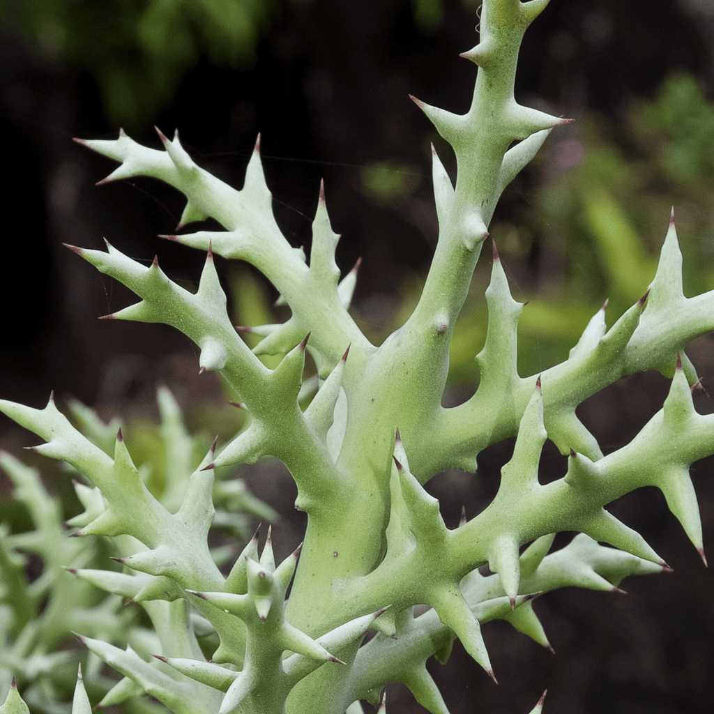Silver Thicket African Succulent (Euphorbia Stenoclada) - Cheeky Garden