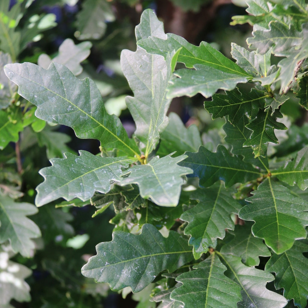 Skinny Genes® Columnar Oak Tree - Cheeky Garden